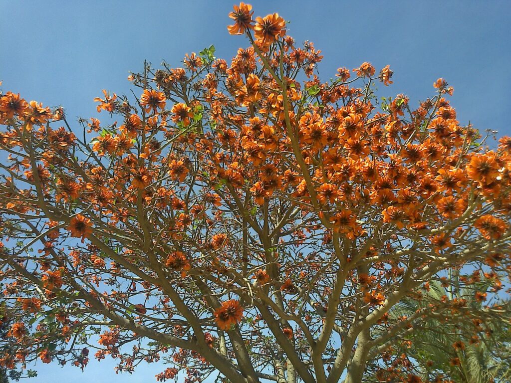 Flores color naranja, cielo, creatividad, inspiración, centro de arriba