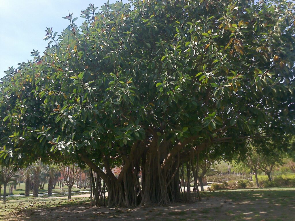 Árbol con raíces, símbolo de honrar mi historia